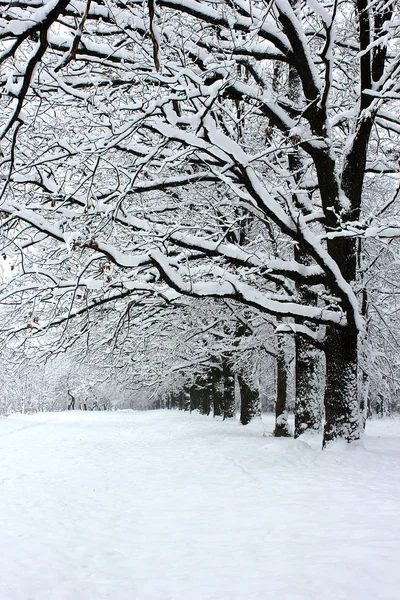 Парк в снегу — стоковое фото
