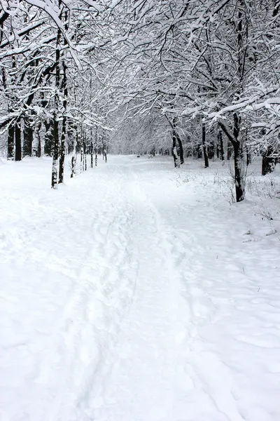 在雪中的公园 — 图库照片