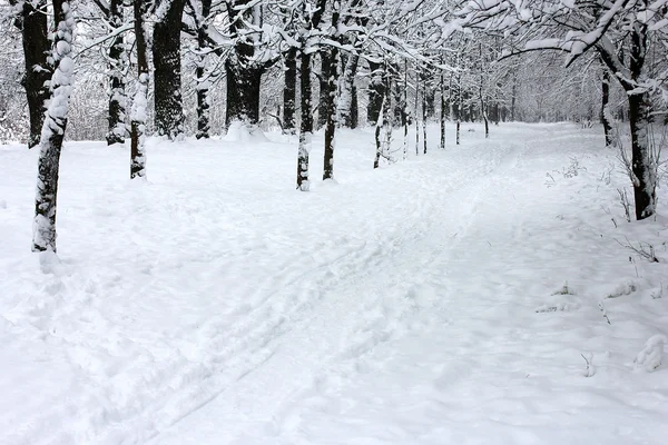 Parco nella neve — Foto Stock