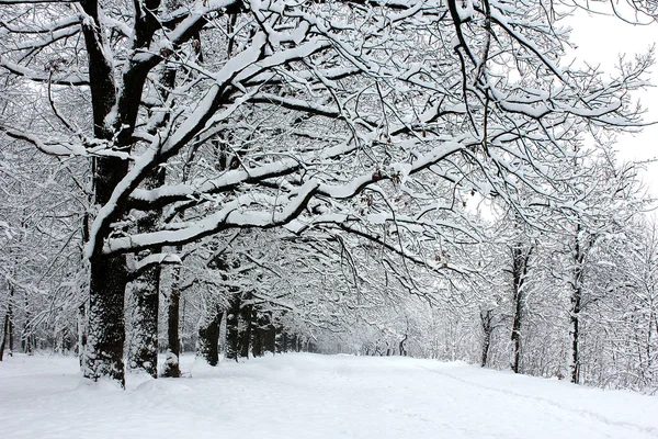 Парк в снегу — стоковое фото