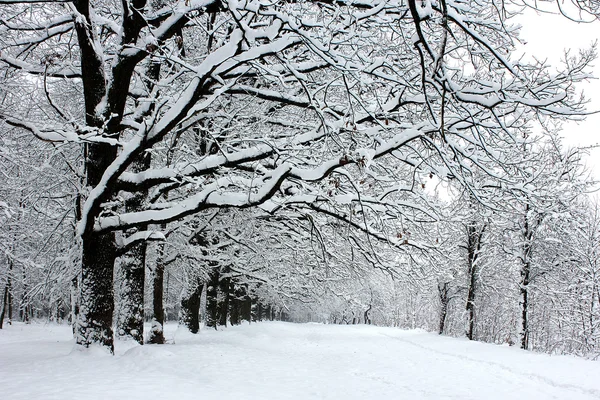 Park in the snow — Stock Photo, Image