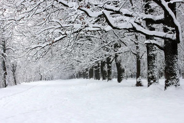 Park in the snow — Stock Photo, Image