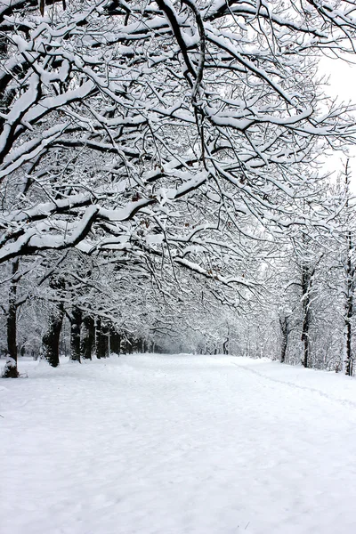 Winterwald — Stockfoto