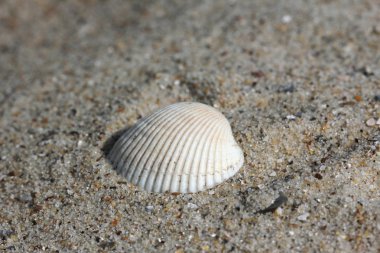 kum kabukları ile arka plan