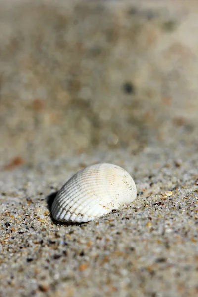 Υπόβαθρο της άμμου με το κέλυφος — Φωτογραφία Αρχείου