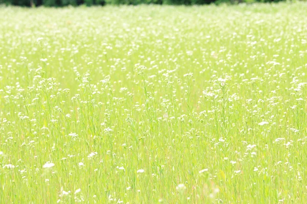 데이지 필드 — 스톡 사진