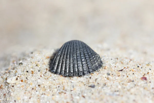 Sfondo di sabbia con guscio — Foto Stock