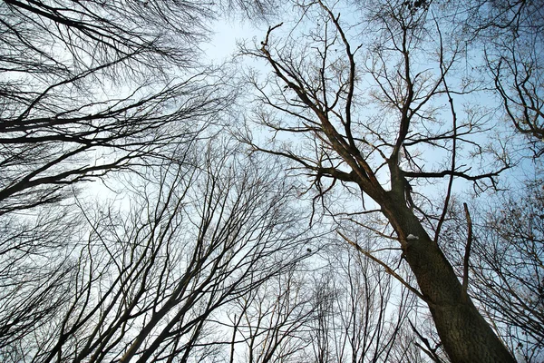 하늘과 나무 — 스톡 사진