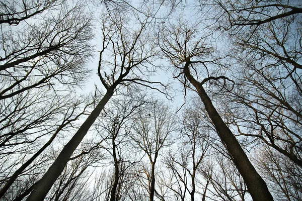 Himmel und Bäume — Stockfoto