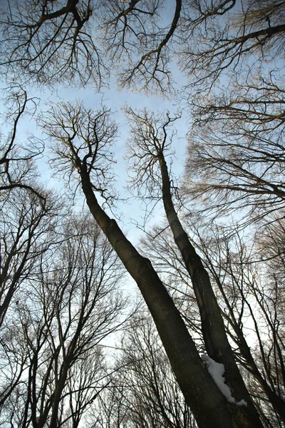Céu e árvores — Fotografia de Stock