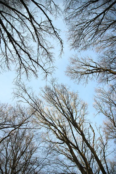 Céu e árvores — Fotografia de Stock