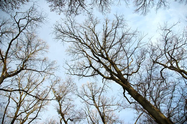 하늘과 나무 — 스톡 사진