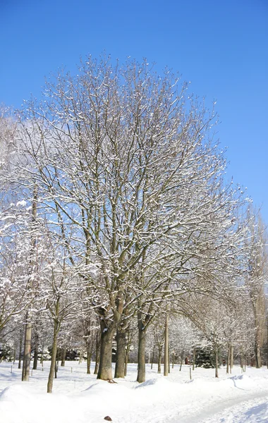 Albero nella foresta invernale — Foto Stock