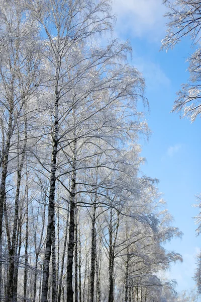 Kışın ormandaki ağaçlar — Stok fotoğraf