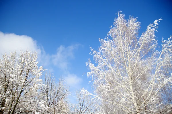 Foresta invernale — Foto Stock