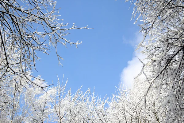 Foresta invernale — Foto Stock