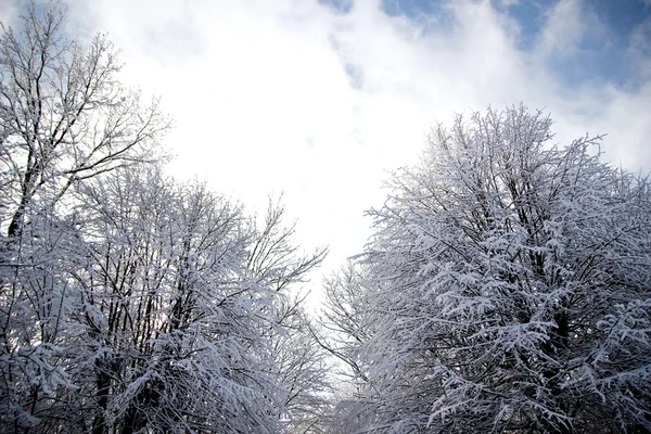 Floresta de Inverno — Fotografia de Stock