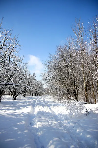 Bosque de invierno —  Fotos de Stock