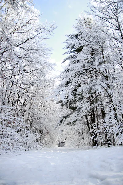 Floresta de Inverno — Fotografia de Stock