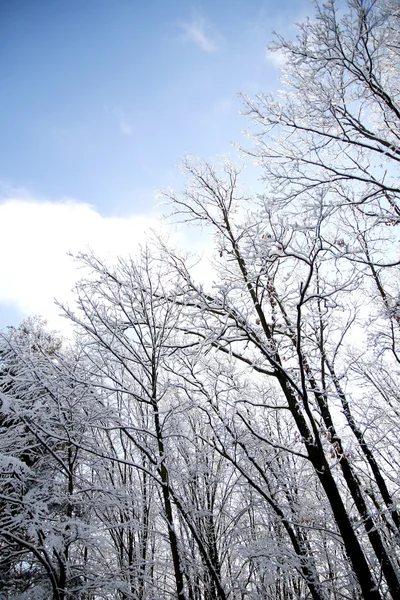 Foresta invernale — Foto Stock