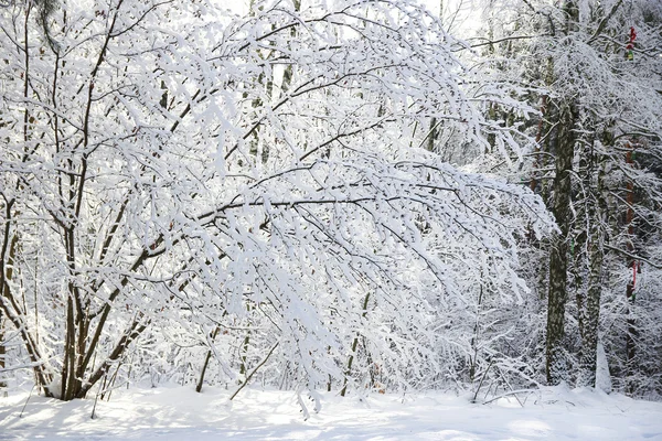 Árbol en bosque de invierno —  Fotos de Stock