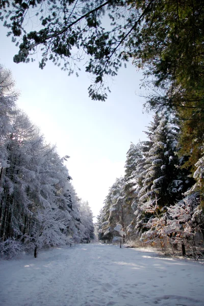 Winter Forest — Stock Photo, Image