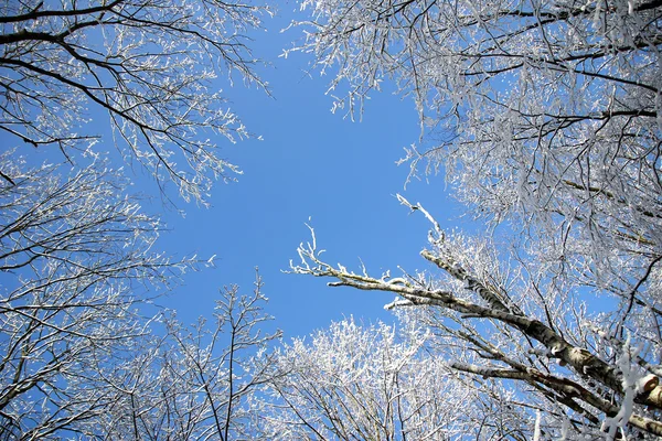 Kış ormanının — Stok fotoğraf
