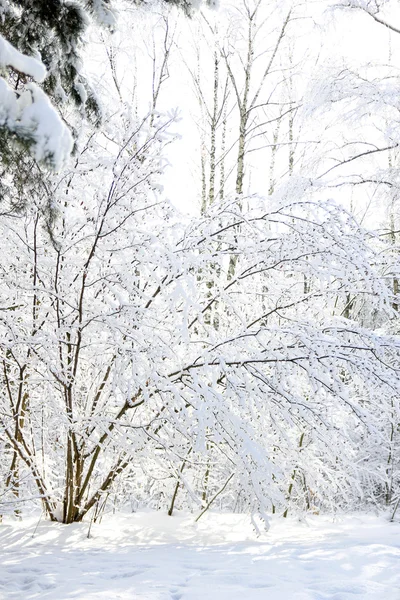 Bosque de invierno —  Fotos de Stock