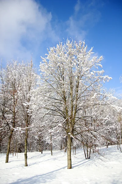 Foresta invernale — Foto Stock