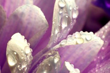 çiçek makro yaprakları