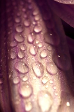 çiçek makro yaprakları