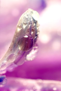 çiçek makro yaprakları