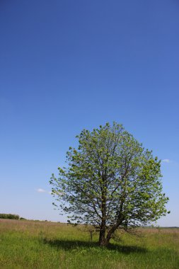 ağaç doğa