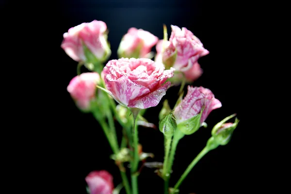 Rosa su sfondo nintendo — Foto Stock