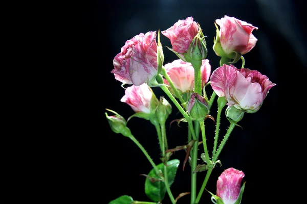 任天堂背景上的玫瑰 — 图库照片