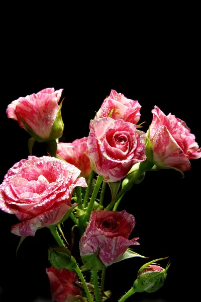 Rose sobre fondo oscuro — Foto de Stock