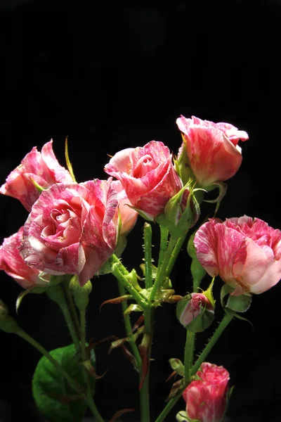 Růže na nintendo pozadí — Stock fotografie