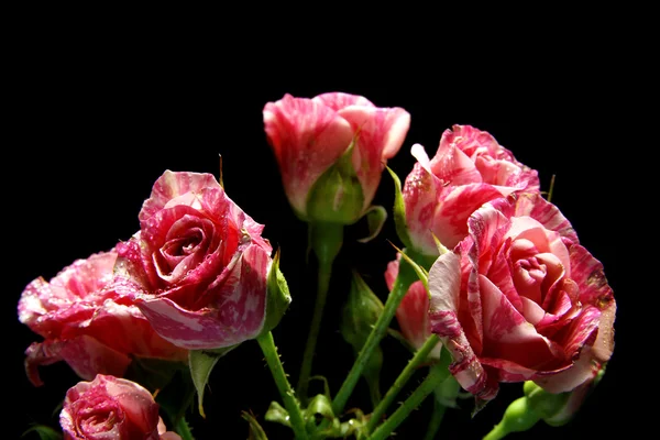 Rose sobre fondo oscuro —  Fotos de Stock
