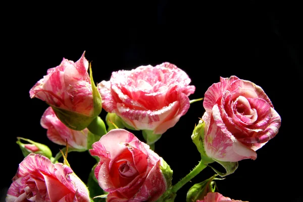 Róża na tle nintendo — Zdjęcie stockowe