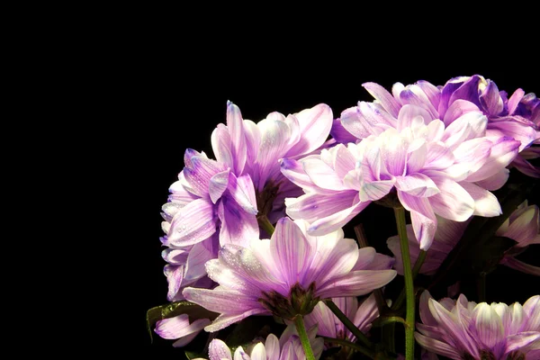 Flores sobre fondo oscuro — Foto de Stock