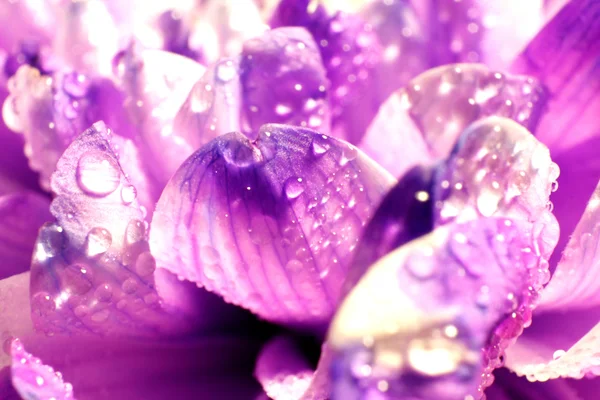 Flower macro petals — Stock Photo, Image