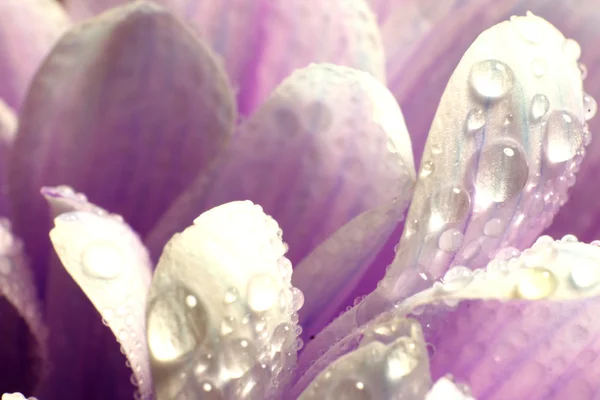 Kwiat makro płatki — Zdjęcie stockowe