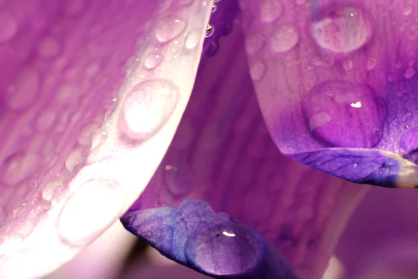 Macro petali di fiori — Foto Stock