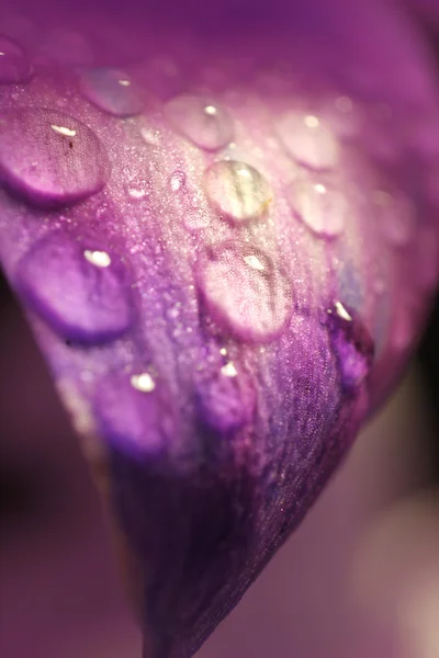 Макрос пелюстки квітки — стокове фото