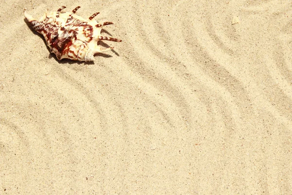 Achtergrond van zand op het strand — Stockfoto