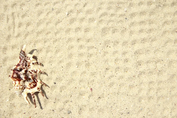 Achtergrond l zand op het strand — Stockfoto