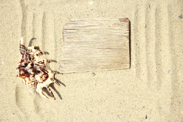 Zand achtergrond en shell op het strand — Stockfoto