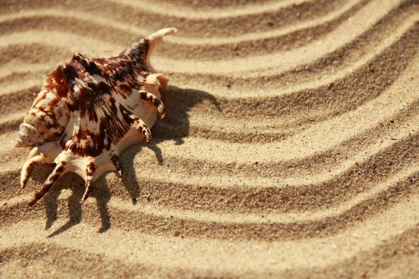 Hintergrund Sand und Muscheln — Stockfoto