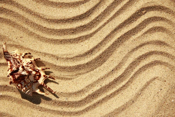 Bakgrunden sand och snäckskal — Stockfoto