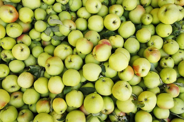 Un fondo de manzanas verdes — Foto de Stock